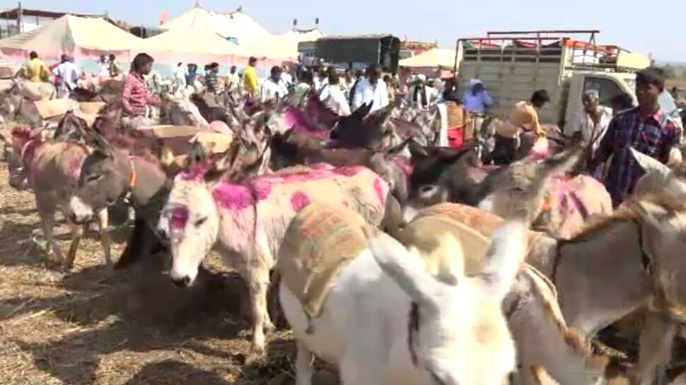 अब गधों की कीमतों में भी हुआ इजाफा, 30 से 35 हजार में बिक रहा है एक गधा