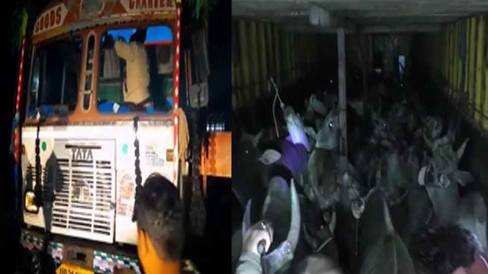 MP: दमोह में पुलिस बैरीकेडिंग तोड़ भागे गौ तस्कर, ट्रक में बरामद हुए सौ से ज्यादा जानवर