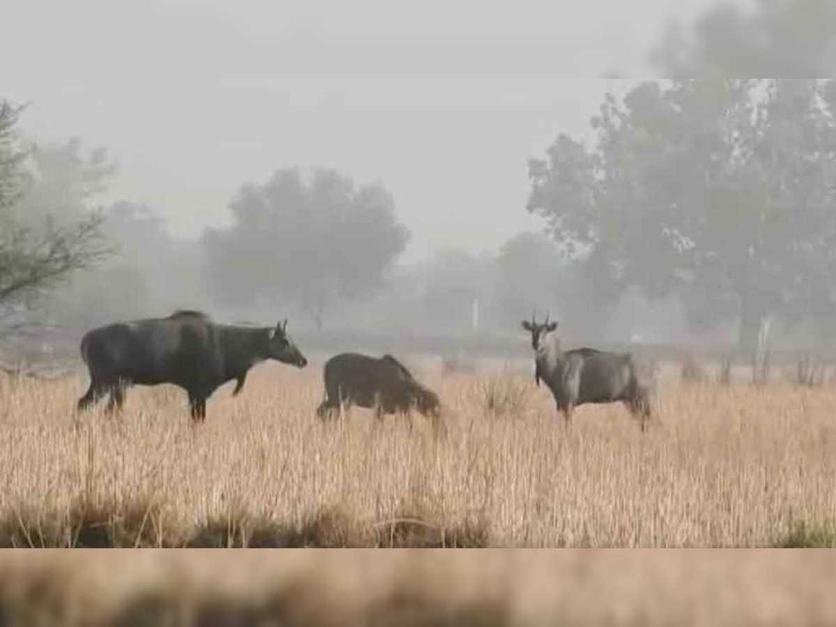 वन विभाग के अधिकारी नीलगाय को पकड़कर जंगलों में छोड़े जाने की प्रक्रिया को भी महंगा बताकर इससे पल्ला झाड़ रहे हैं. 