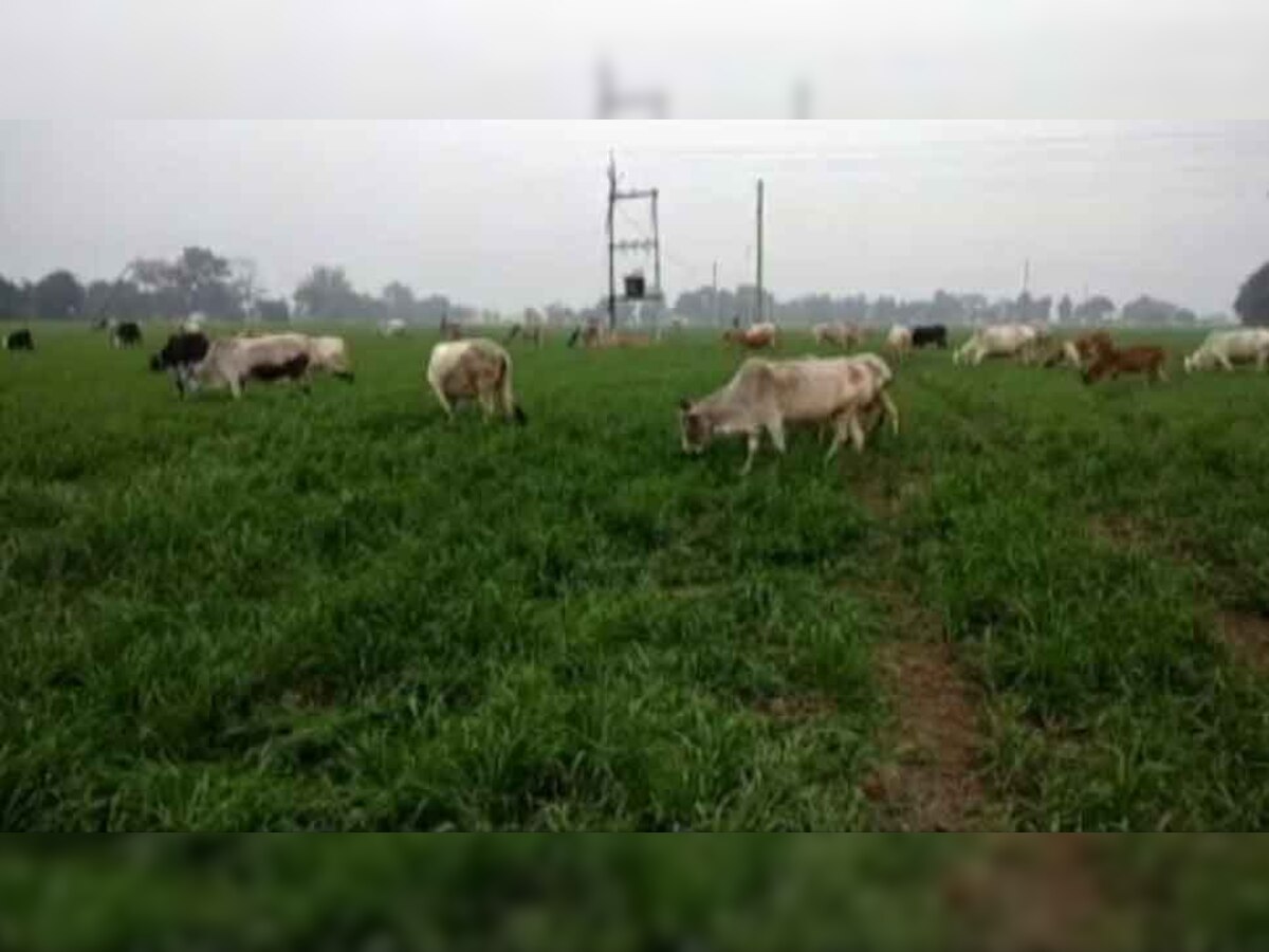 MP के इस गांव में गायों के लिए होता है अनोखा भोज, किसान खुद ही खिलाते हैं फसल