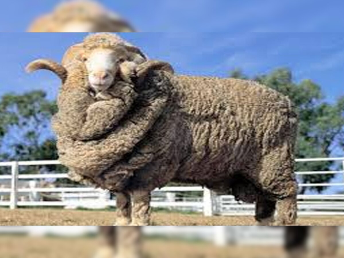 उत्तराखंड सरकार ने आस्ट्रेलिया की 240 मेरिनो भेड़ों का आयात किया है.