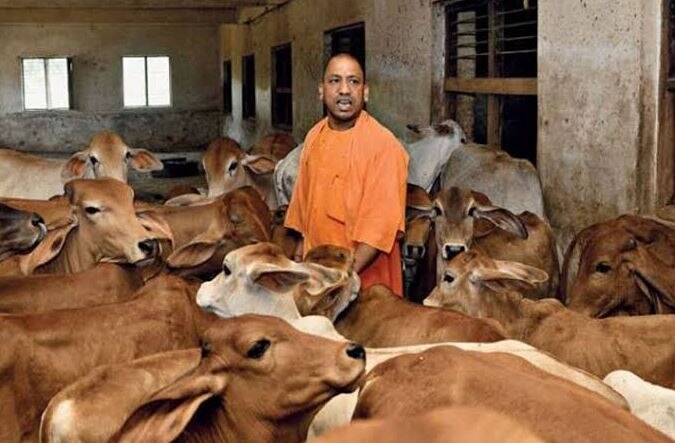 गायों की रक्षा के लिए CM योगी ने काऊकोट बनाने के दिए आदेश