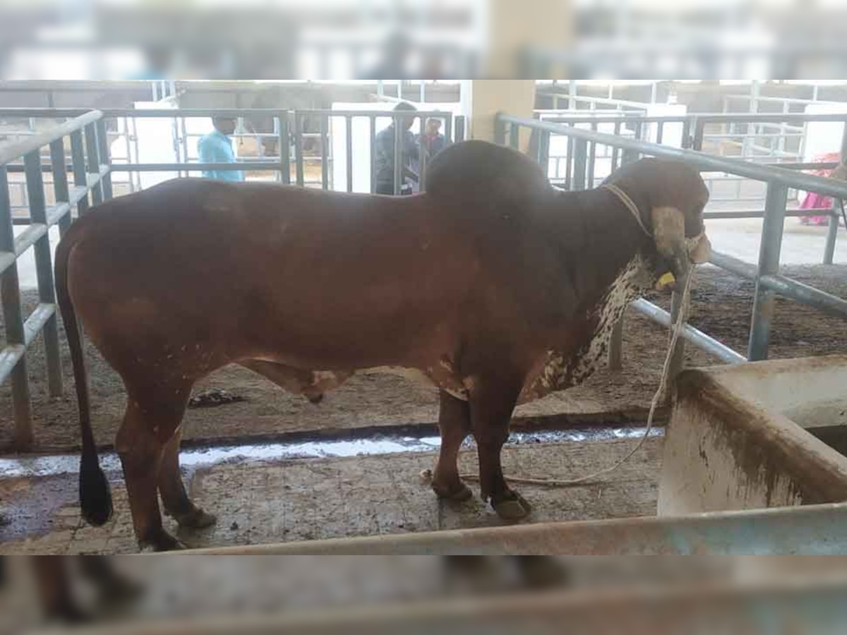 MP: ये हैं गौवंश के 'बुल डोनर', इनकी संतानों से मिलती है अपार दूध देने वाली गायों की गारंटी