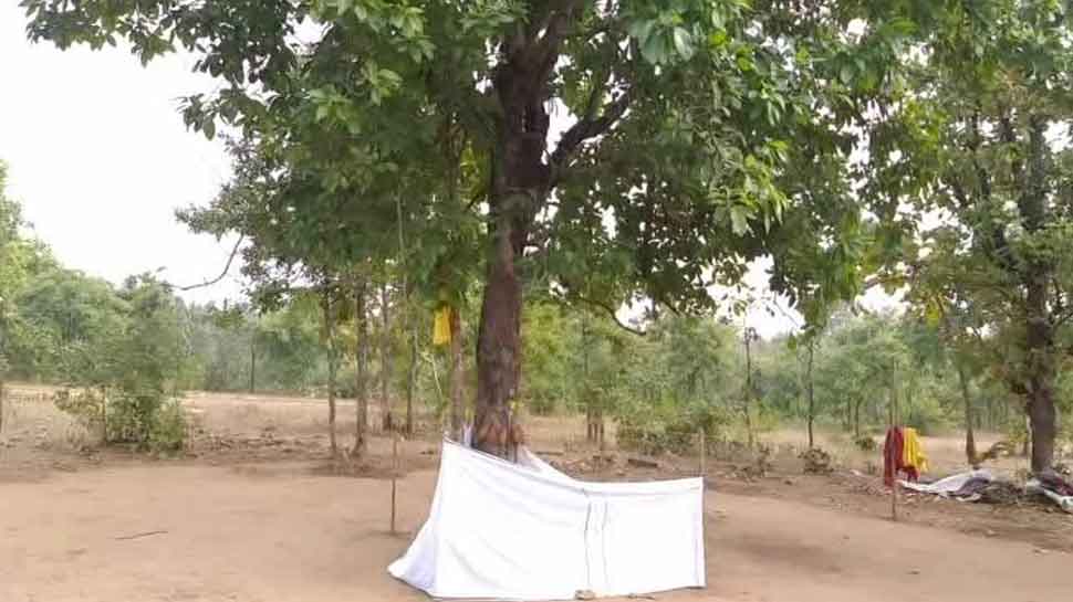 बैतूल: अंधविश्वास पर वनकर्मियों ने की चोट, बंद कराई चमत्कारी पेड़ की दुकान