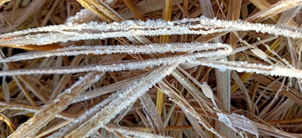 ଓଡିଶାର କାଶ୍ମୀର ଦାରିଙ୍ଗବାଡିରେ ତୁଷାର ପାତ, ପ୍ରବଳ ଶୀତରେ ଜନ ଜୀବନ ଅସ୍ତବ୍ୟସ୍ତ ଓଡିଶାର କାଶ୍ମୀର ଦାରିଙ୍ଗବାଡିରେ ତୁଷାର ପାତ, ପ୍ରବଳ ଶୀତରେ ଜନ ଜୀବନ ଅସ୍ତବ୍ୟସ୍ତ