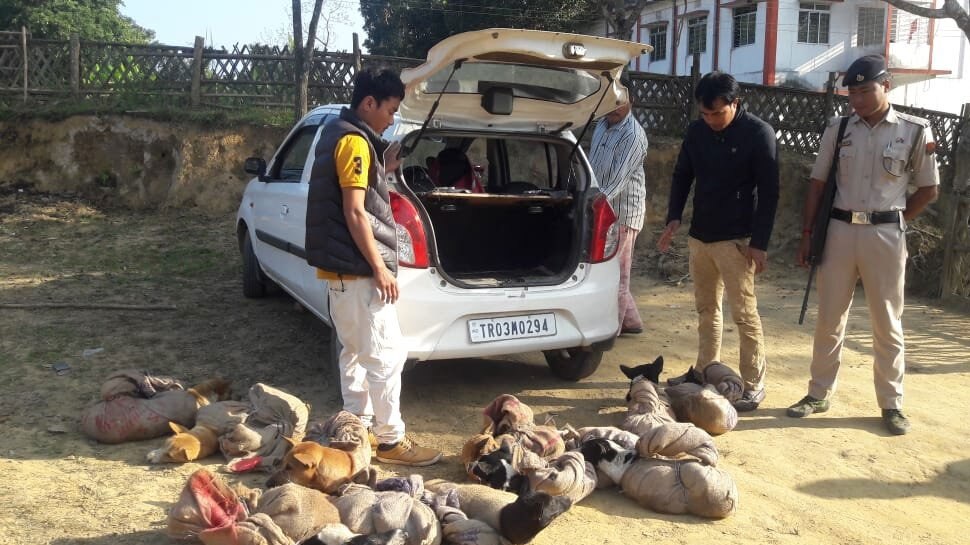 आवारा कुत्तों की तस्करी करने वाले 2 लोग गिरफ्तार, इस वजह से करते थे ये गंदा काम