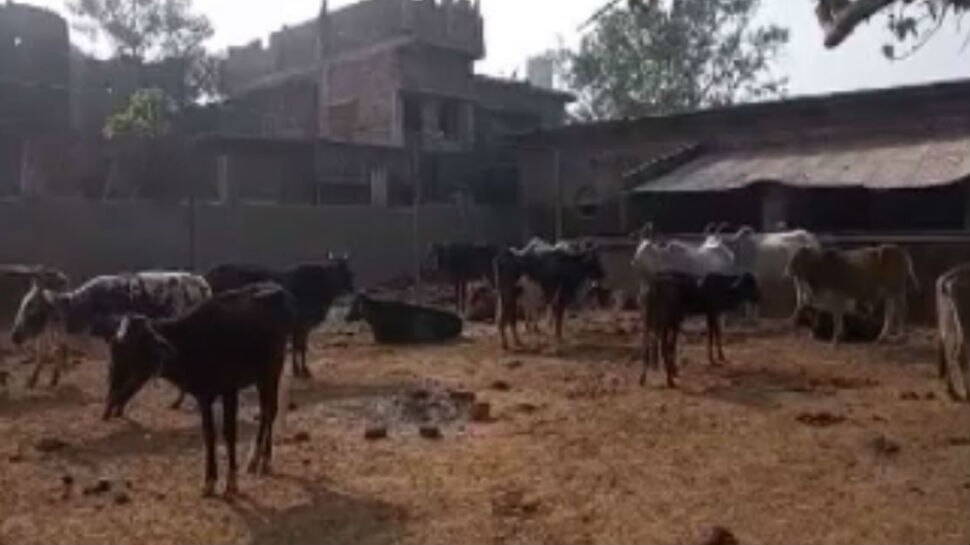 बिहार: इंसान के साथ-साथ जानवर भी ठंड से परेशान, जहानाबाद के गौशाला में दस गायों की मौत