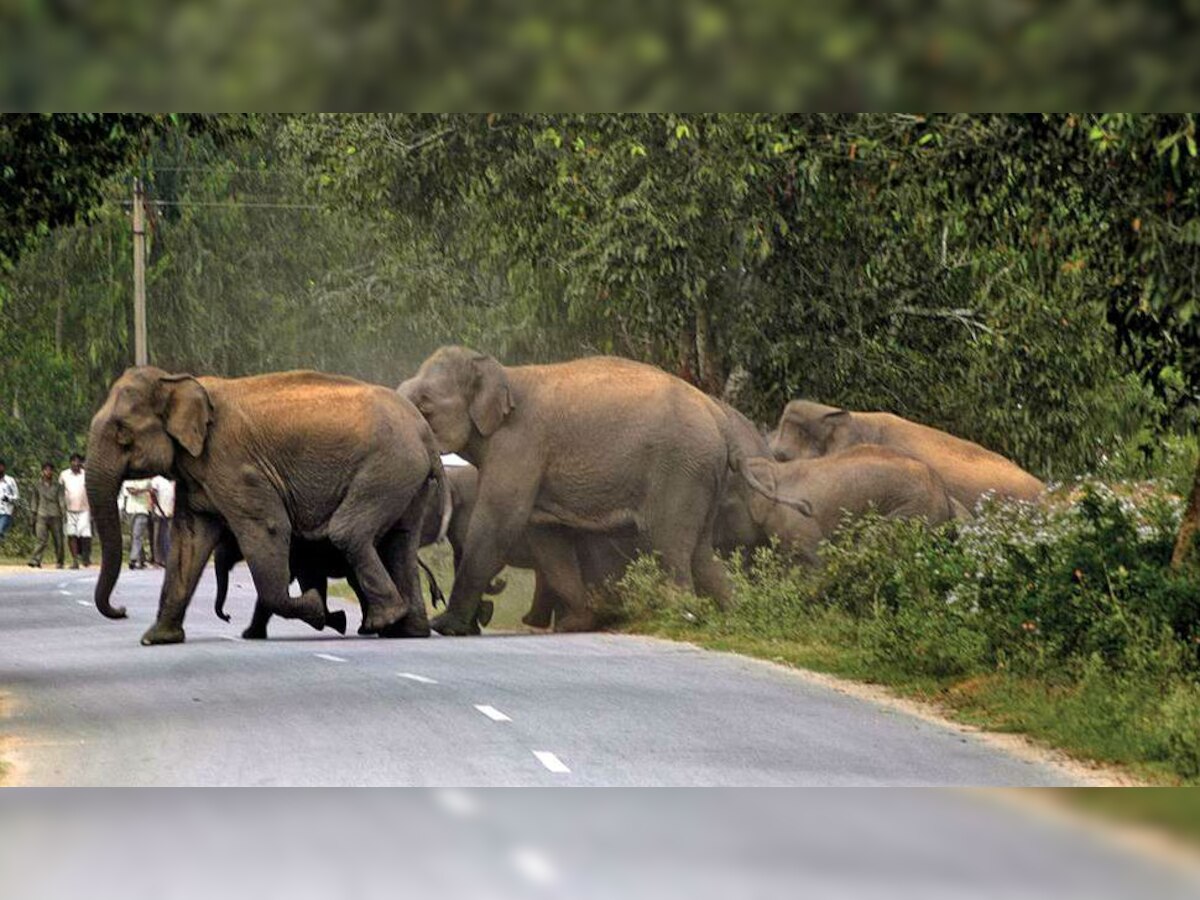 झारखंड: घाटशिला में हाथियों का कहर, फसलों-खलिहानों को किया बरबाद