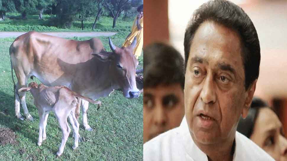 कमलनाथ सरकार ने शुरू की थी गौ सेवा के लिए दान की योजना, 6 महीने में मिले केवल 8092 रुपये कमलनाथ सरकार ने शुरू की थी गौ सेवा के लिए दान की योजना, 6 महीने में मिले केवल 8092 रुपये