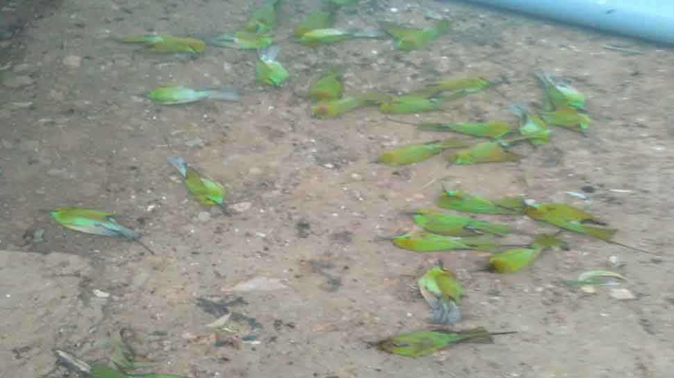 MP: ठंड के प्रकोप से आफत में पक्षियों की जान, दतिया में 35 चिड़ियों की मौत