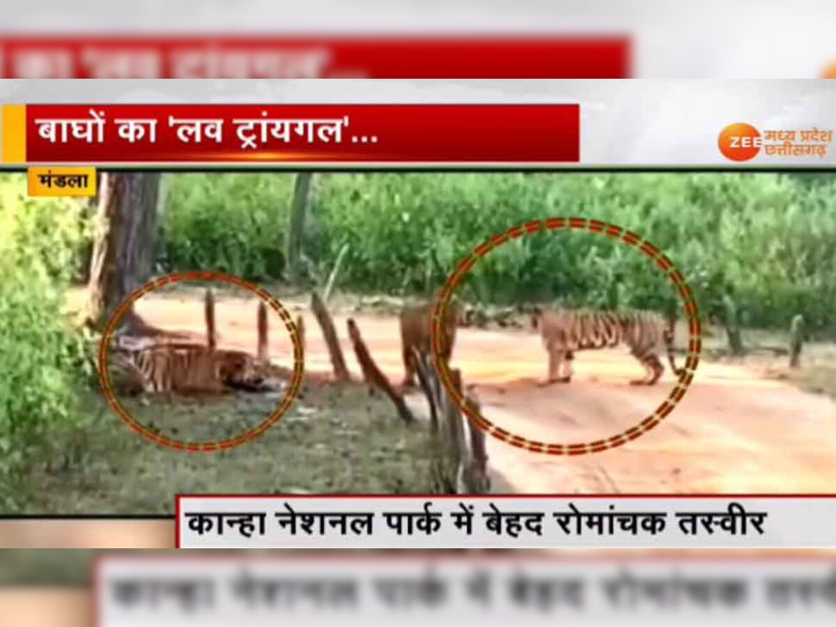 इस वीडियो में दो बाघ एक बाघिन को उसकी ही टेरिटरी में जाकर इंप्रेस कर रहे हैं. 