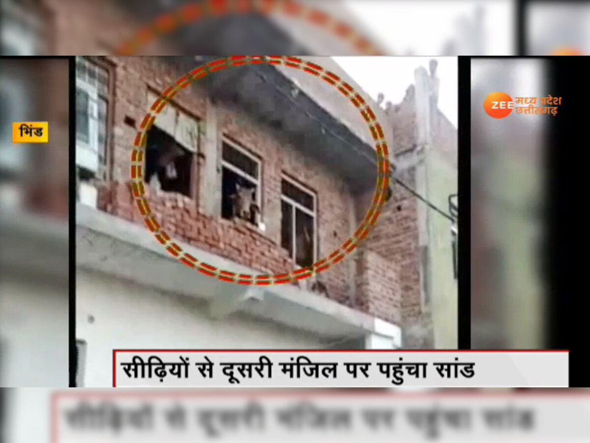 VIDEO: घर की दूसरी मंजिल पर चढ़ गया सांड, घंटों की मशक्कत के बाद ऐसे उतरा नीचे
