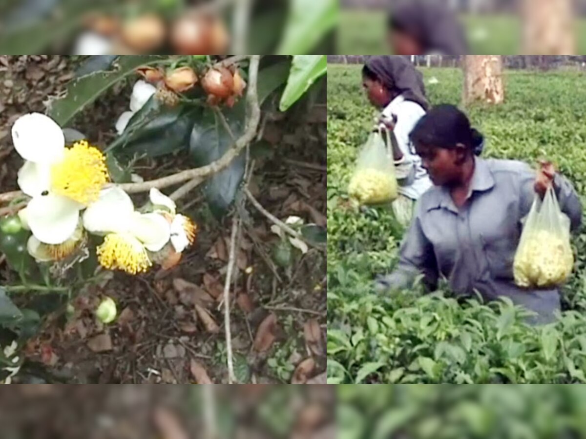 पश्चिम बंगाल में फूल की सब्जी खाने को मजबूर हैं श्रमिक.