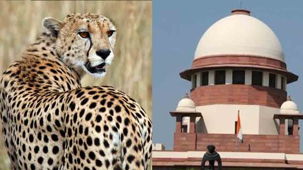 Supreme Court Allows Centre To Bring African Cheetah To Suitable ...