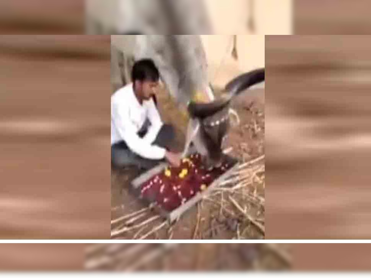VIDEO: जहां पशुपालक गाय के साथ खाता है खाना, पनघट पर एक साथ पीते हैं पानी