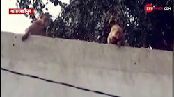 VIDEO: यूपी के इस गांव में बंदरों को भगाने के लिए तैनात किए गए है 'बोलने' वाले भालू!