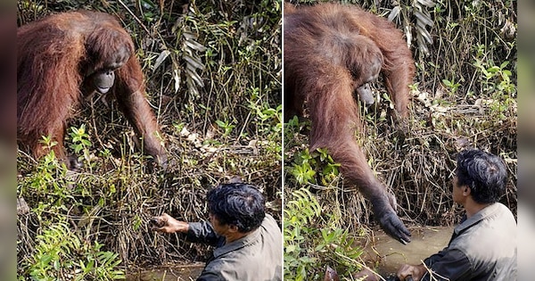 Incredible moment orangutan reaches out to help a conservationist who ...