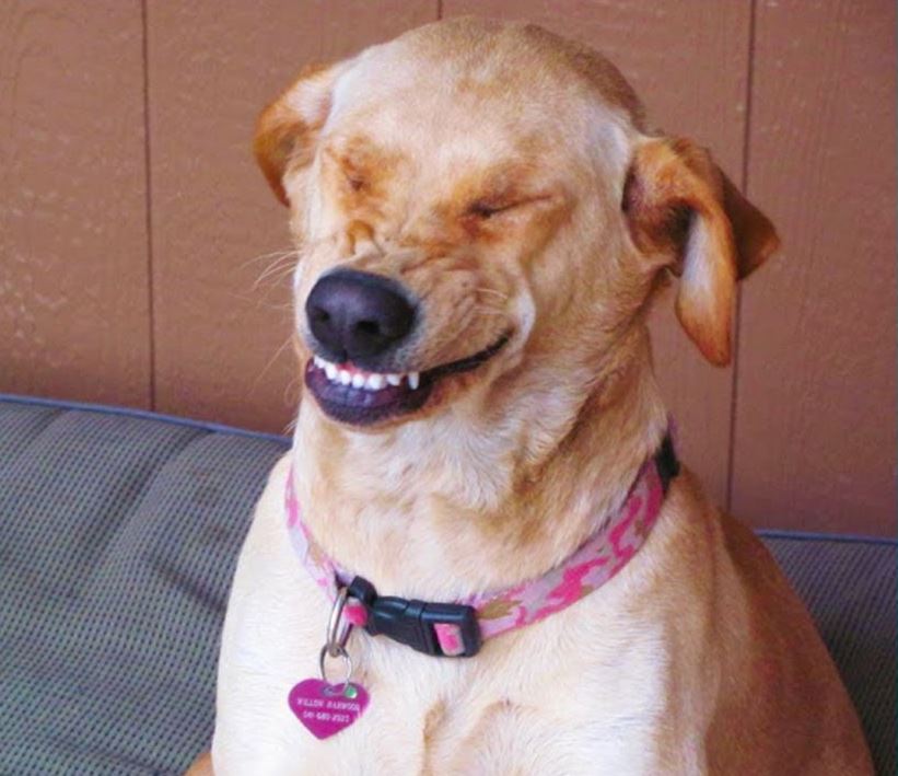 जी हाँ, आपका कुत्ता मुस्कुराता भी है