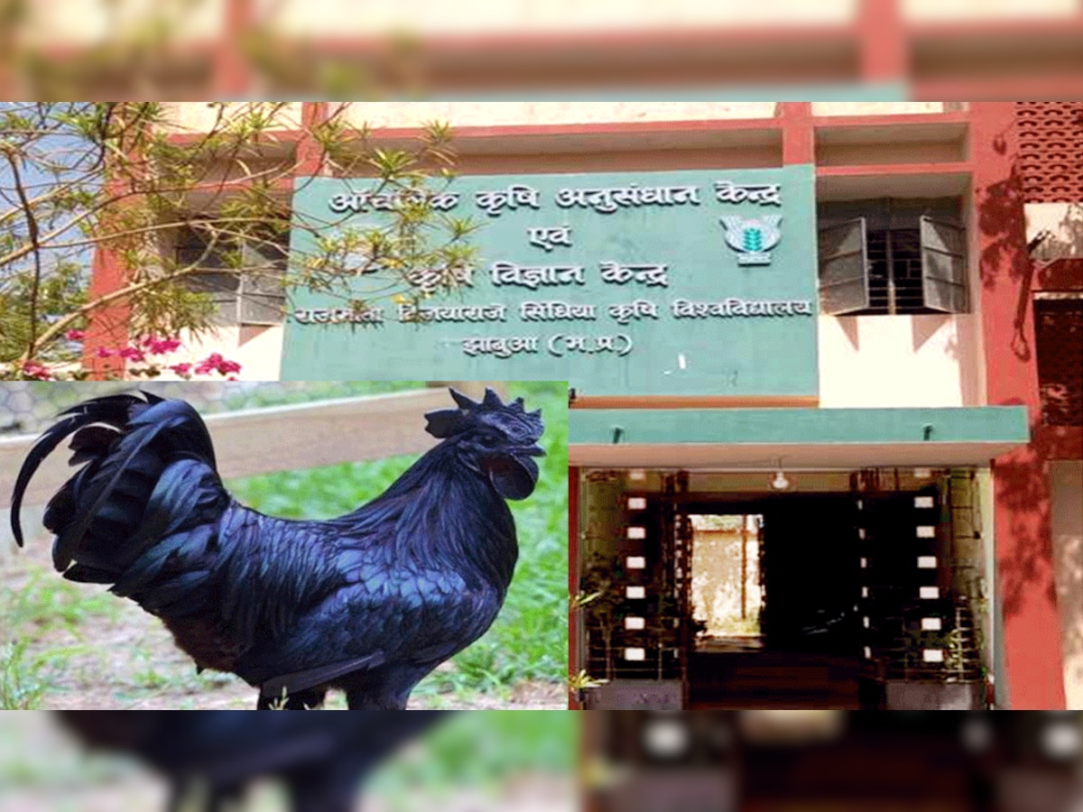 झाबुआ कृषि विज्ञान केंद्र की मांग, IIFA अवॉर्ड में परोसा जाए कड़कनाथ मुर्गा, दाल-पानिया