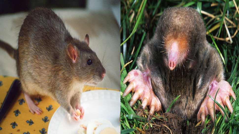 government officials are catching rats and moles after up government order  | चूहा और छछूंदर पकड़ रहे सरकारी ऑफिसर, यूपी सरकार का अजब गजब आदेश