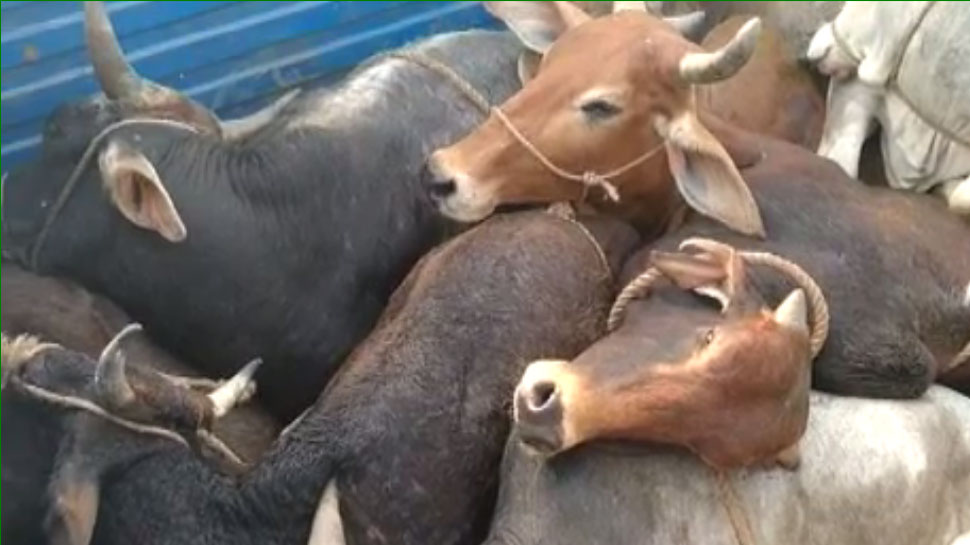 Gau Taskari in Himachal