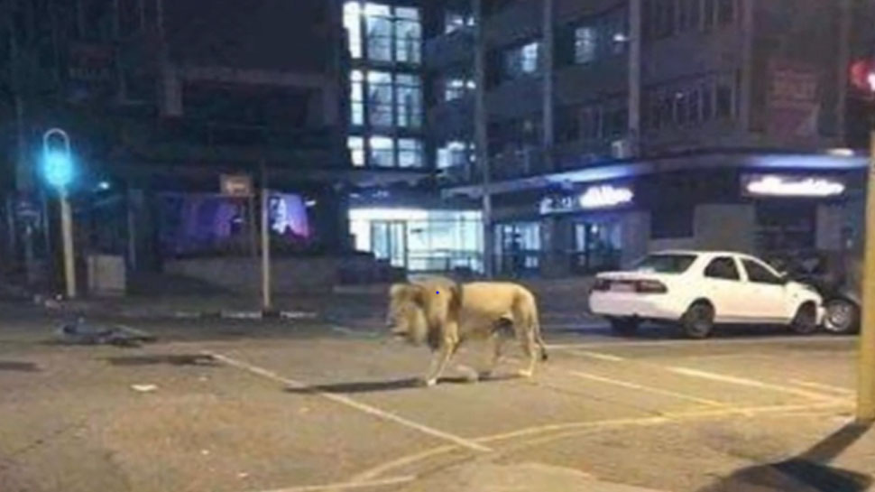 रूस में सड़क पर 500 शेर 500 Lions on roads in Russia