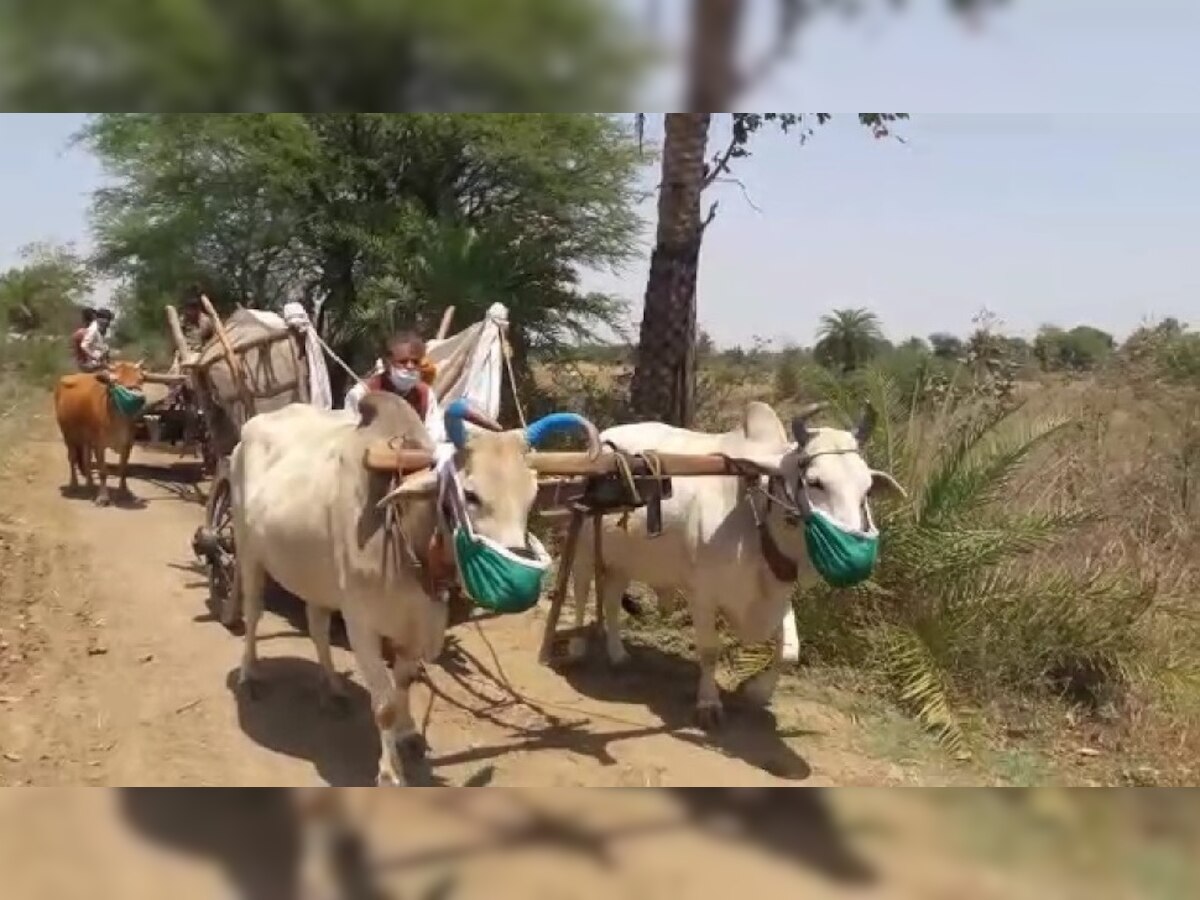 कोरोना की डर से सिहोर के किसान ने अपने बैलों को पहनाया मास्क 