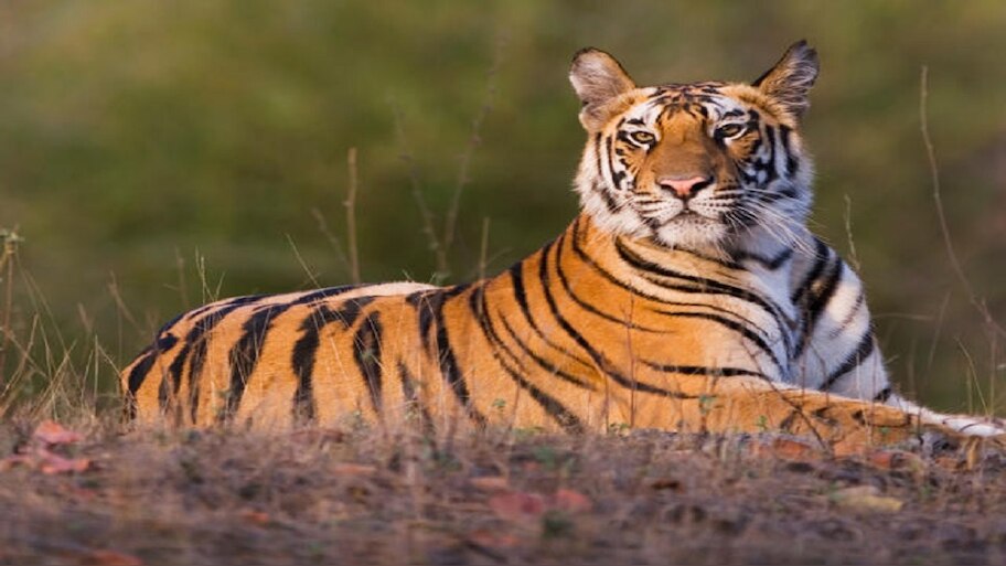इंसानों के साथ जानवरों को भी अपने गिरफ्त में लेता कोरोना वायरस