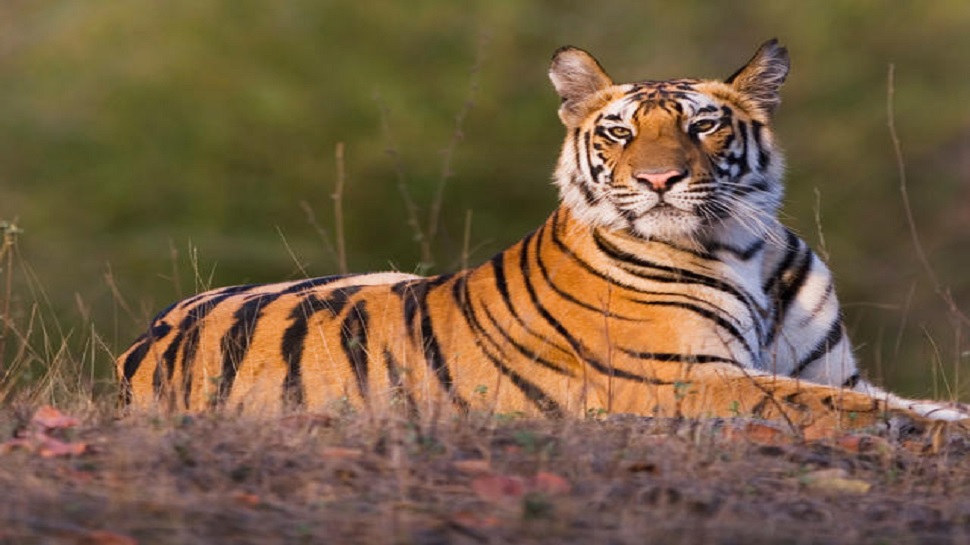 इंसानों के साथ जानवरों को भी अपने गिरफ्त में लेता कोरोना वायरस इंसानों के साथ जानवरों को भी अपने गिरफ्त में लेता कोरोना वायरस