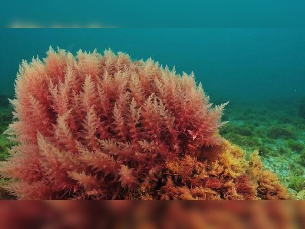 ଫଟୋ ସୌଜନ୍ୟ: ଜୀ ମିଡିଆ