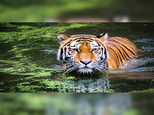 ଦିଲ୍ଲୀର ଚିଡ଼ିଆଖାନାରେ ବାଘୁଣୀର ମୃତ୍ୟୁ, କୋରୋନା ପରୀକ୍ଷା ପାଇଁ ପଠାଗଲା ନମୁନା