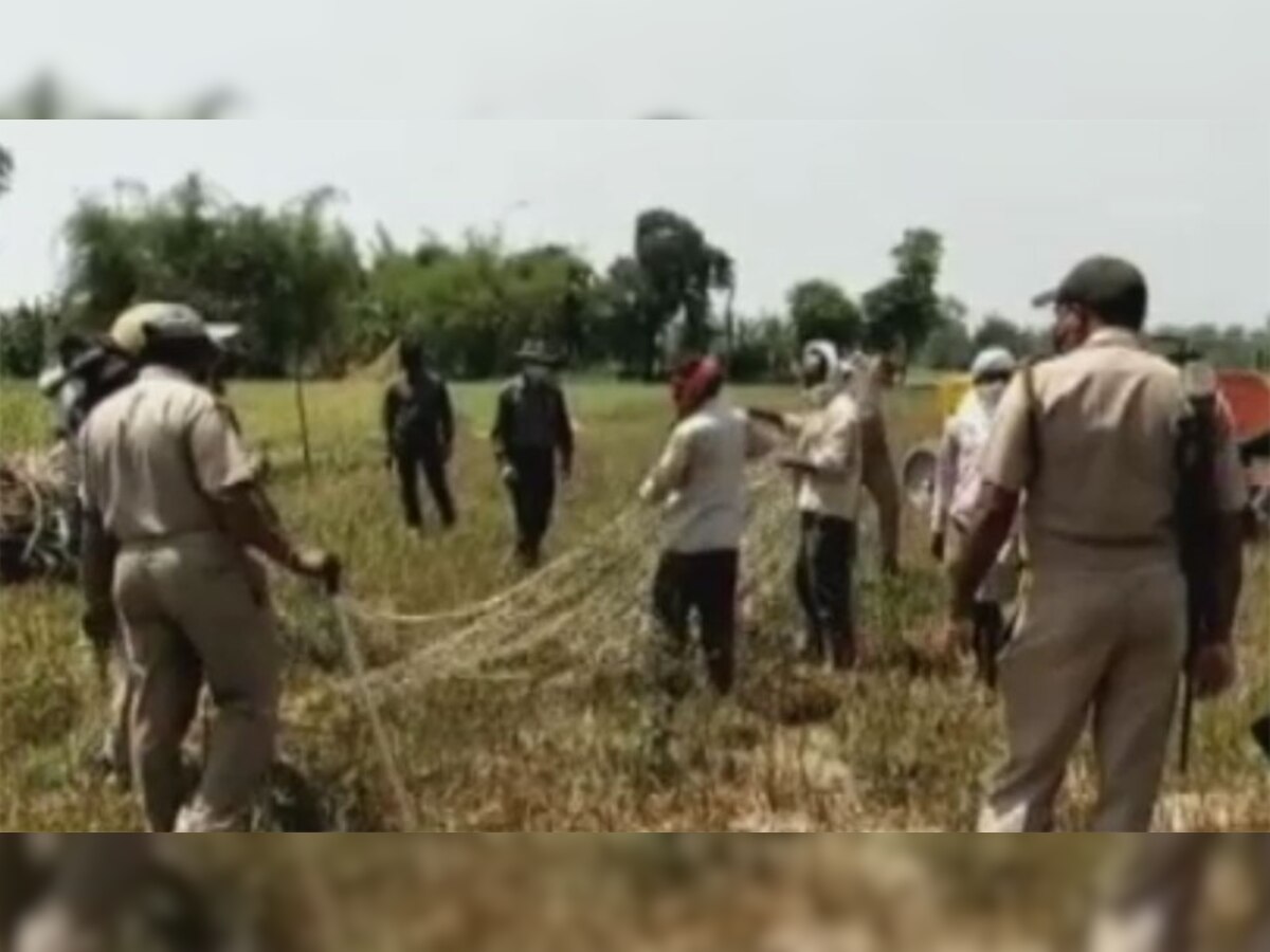 ग्रामीणों ने तेंदुआ और शावक की लाठी-डंडों से पीट-पीटकर की हत्या, 91 पर FIR दर्ज