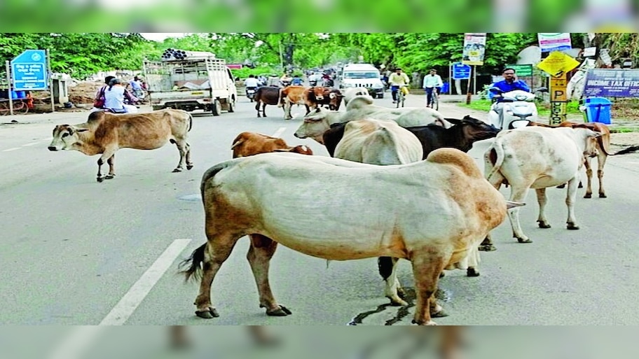 ପଶୁ ସେବାରେ ସମର୍ପିତ ତାରାକାନ୍ତ