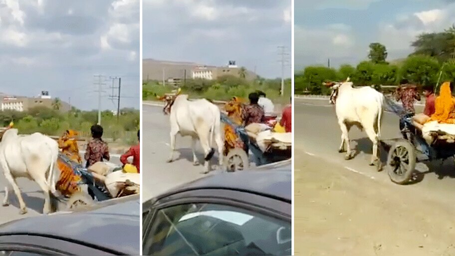 एक बैल मर गया तो खातून खुद बैलगाड़ी खींचने को हुई मजबूर, देखिए वीडियो