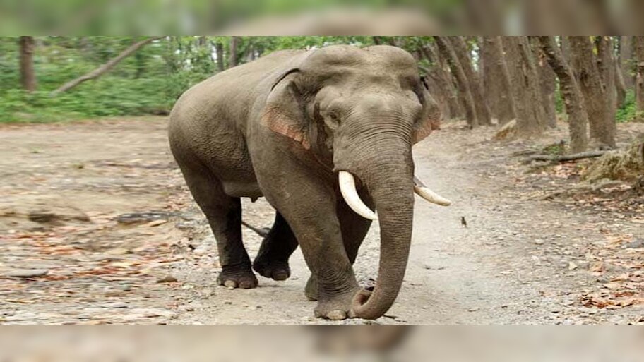 ଗ୍ରାମାଞ୍ଚଳରେ ହାତୀ ଉପଦ୍ରବ