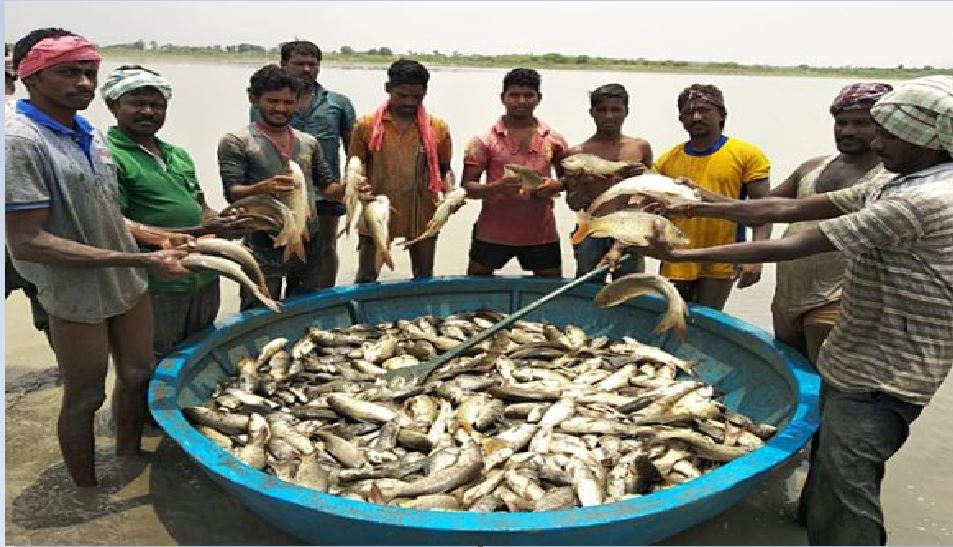 Bihar fish will be branded other states will be sent breed बिहार की