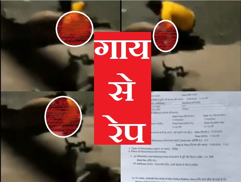 रमजान में गाय से रेप करता पकड़ा गया कालू खान, दूषित मानसिकता के कई उदाहरण 