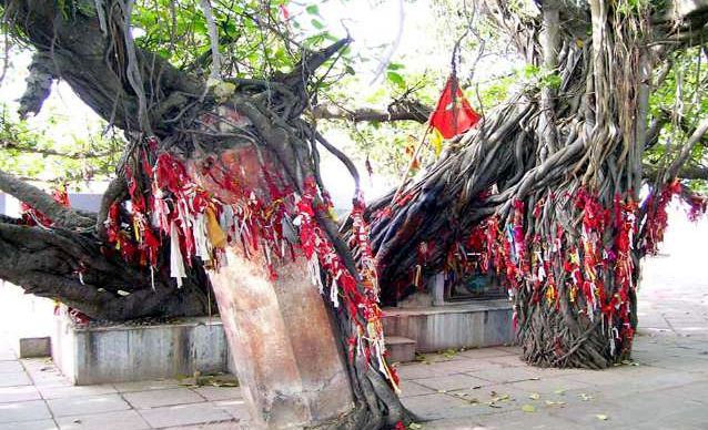 धरा पर देवतुल्य और पूजनीय है वट वृक्ष, इसलिए होती है पूजा