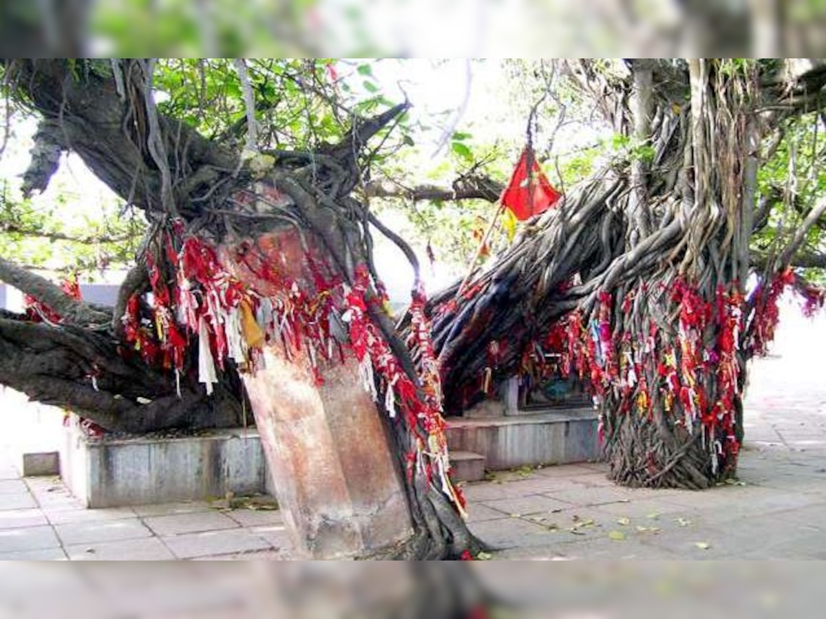 धरा पर देवतुल्य और पूजनीय है वट वृक्ष, इसलिए होती है पूजा