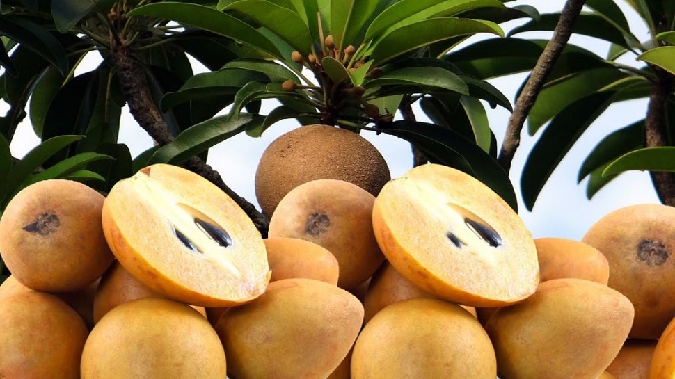 Know How Much Beneficial Chiku Is For You Tonk Is Becoming Its Hub