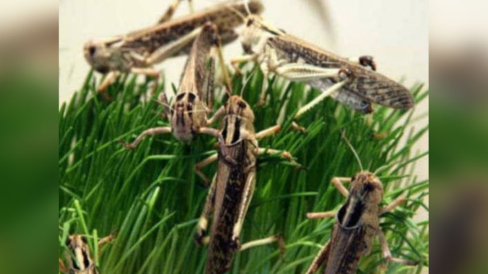 Locust party knocked in Jaipur after 28 years | 28 साल बाद ...