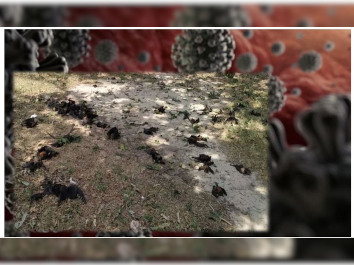 गोरखपुर में रहस्यमयी घटना, एक बाग में तड़प-तड़प के मरे सैकड़ों चमगादड़