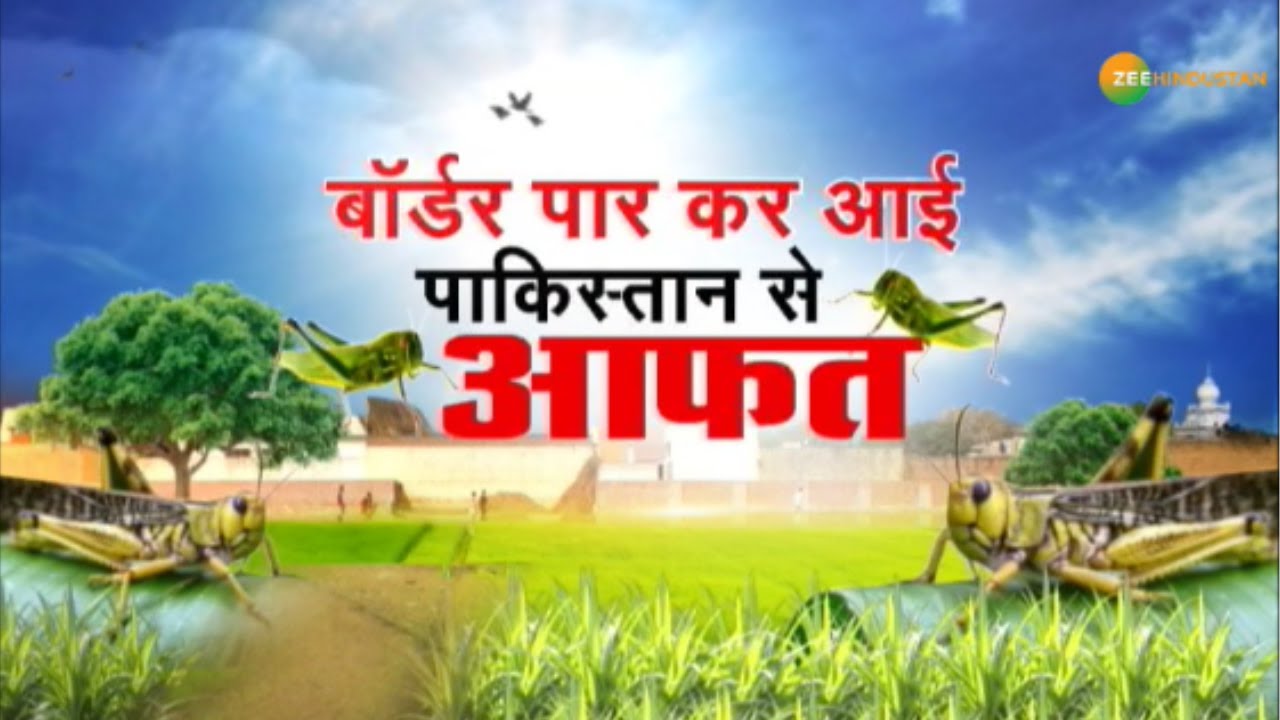 भारत में टिड्डियों का खतरा बढ़ा, कृषि मंत्रालय ने पाकिस्तान को सुनाई &#039;खरी-खोटी&#039;