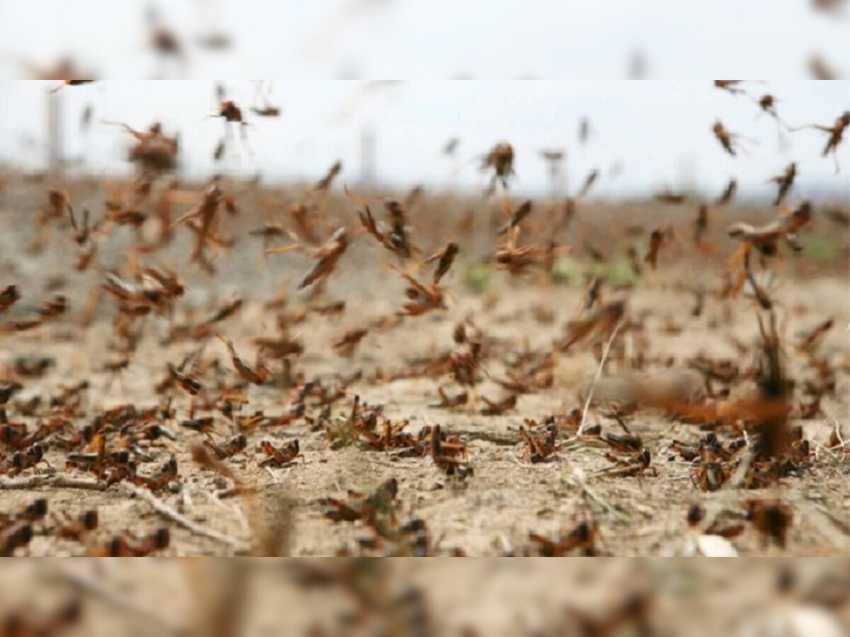 locust terror reaches maharashtra, now drone will handle front ...