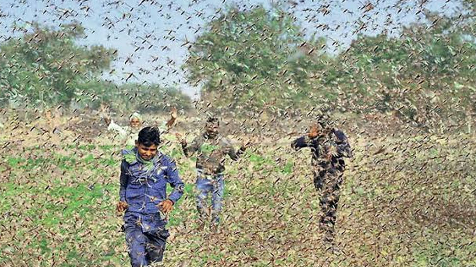 digging a deep pit and suppress locust eggs to remove their terror ...