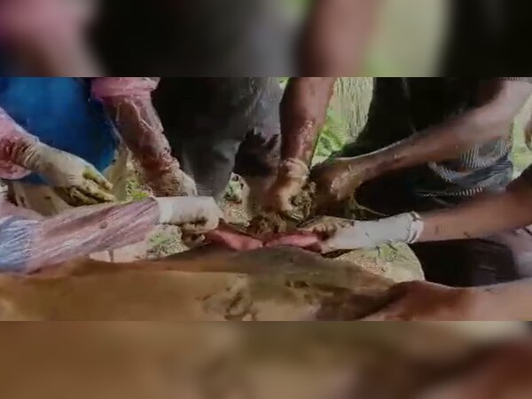 ଷଣ୍ଢ ପେଟରୁ ବାହାରିଲା ୬୦ କେଜି ପଲିଥିନ 