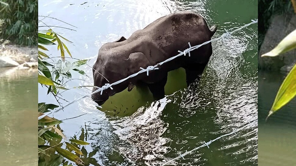 प्रेगनेंट हथिनी की हत्या! Kerala: Pregnant elephant killed after eating a pineapple filled with a firecracker