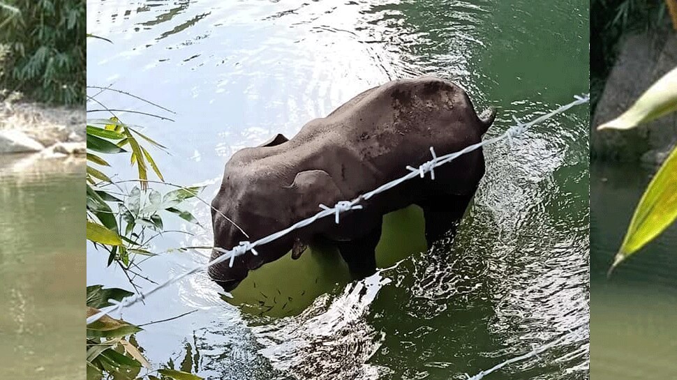 प्रेगनेंट हथिनी की हत्या! Kerala: Pregnant elephant killed after eating a pineapple filled with a firecracker