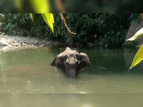 केरल: शरारती लोगों ने हामला हथिनी को खिलाया पटाखों से भरा अनानास, हुई दर्दनाक मौत