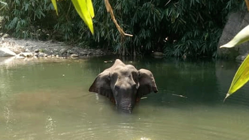 केरल: शरारती लोगों ने हामला हथिनी को खिलाया पटाखों से भरा अनानास, हुई दर्दनाक मौत केरल: शरारती लोगों ने हामला हथिनी को खिलाया पटाखों से भरा अनानास, हुई दर्दनाक मौत
